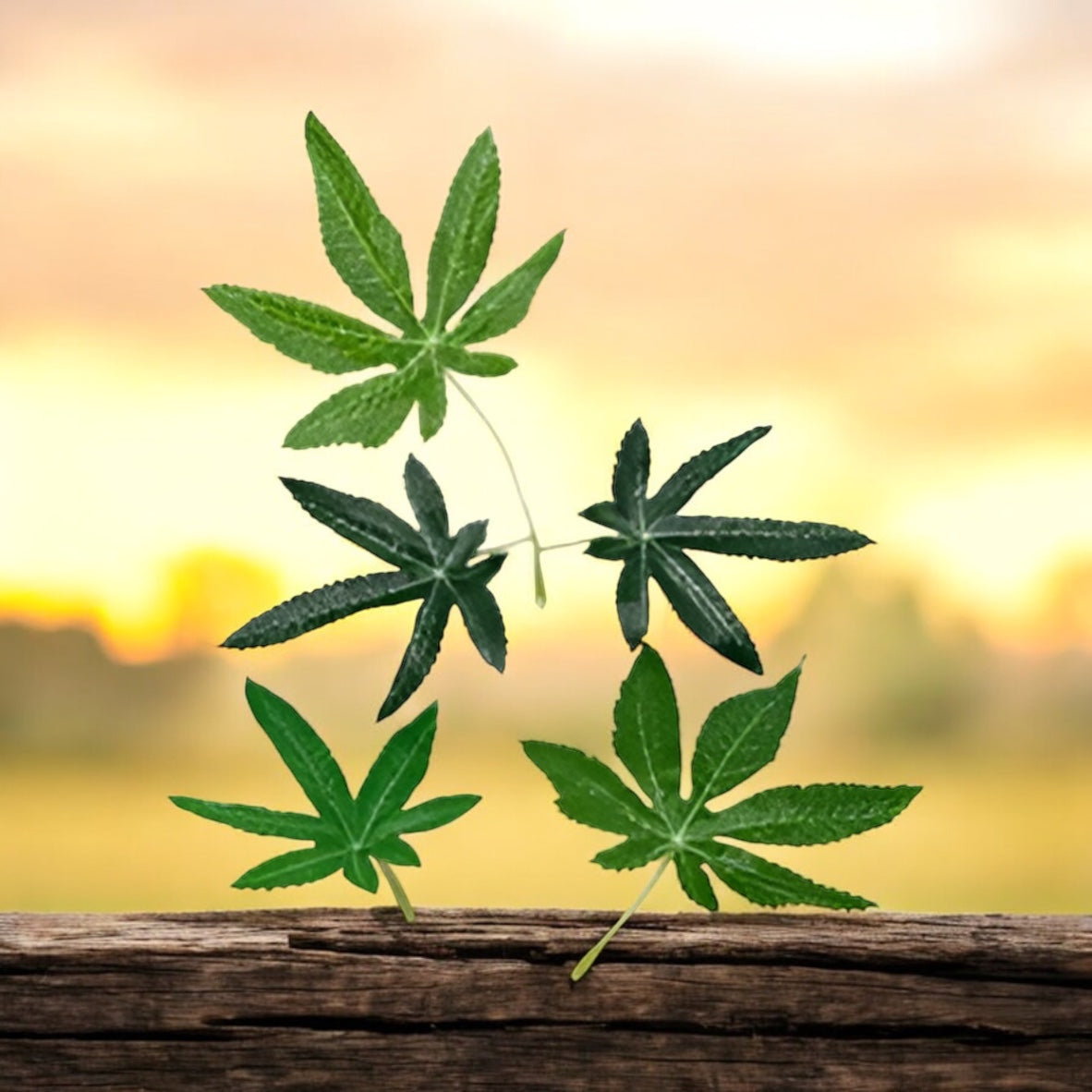 DecoBudz faux cannabis leaf beautifully displayed at sunset, symbolizing versatile decor for all occasions.