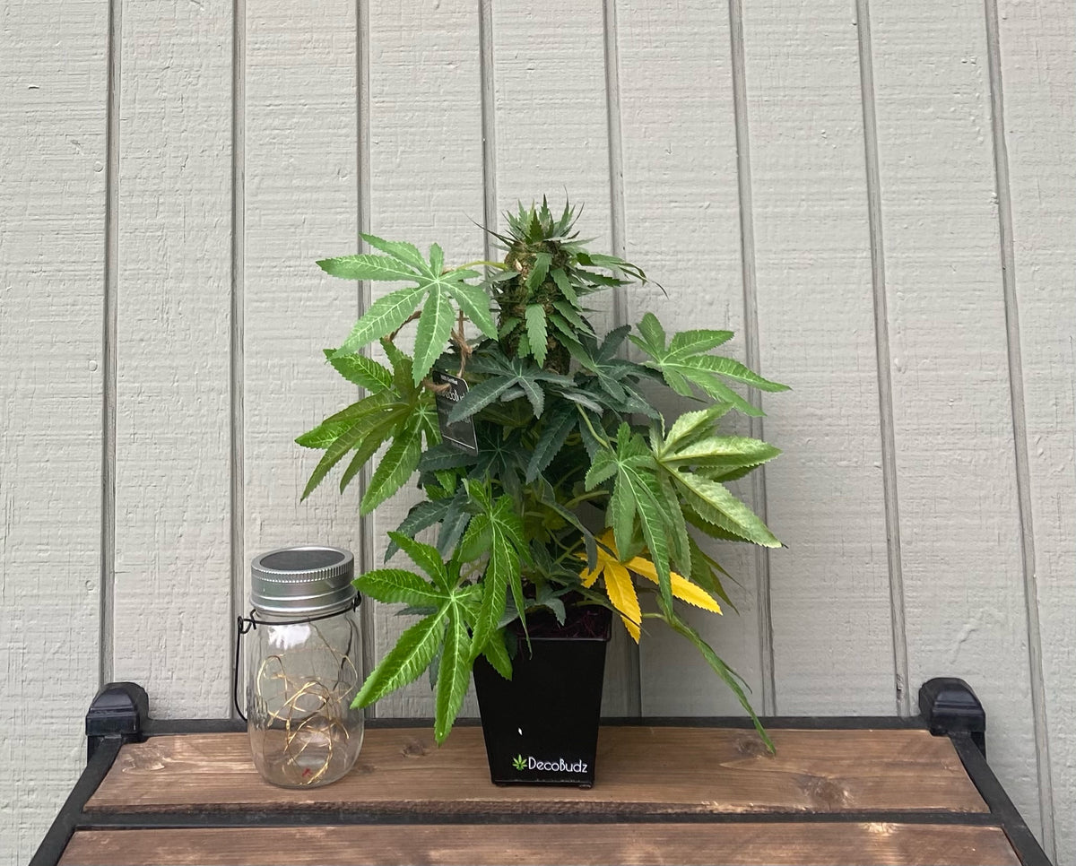 Bold and stylish DecoBudz decorative plant, adding a unique and eye-catching element to interior decor.