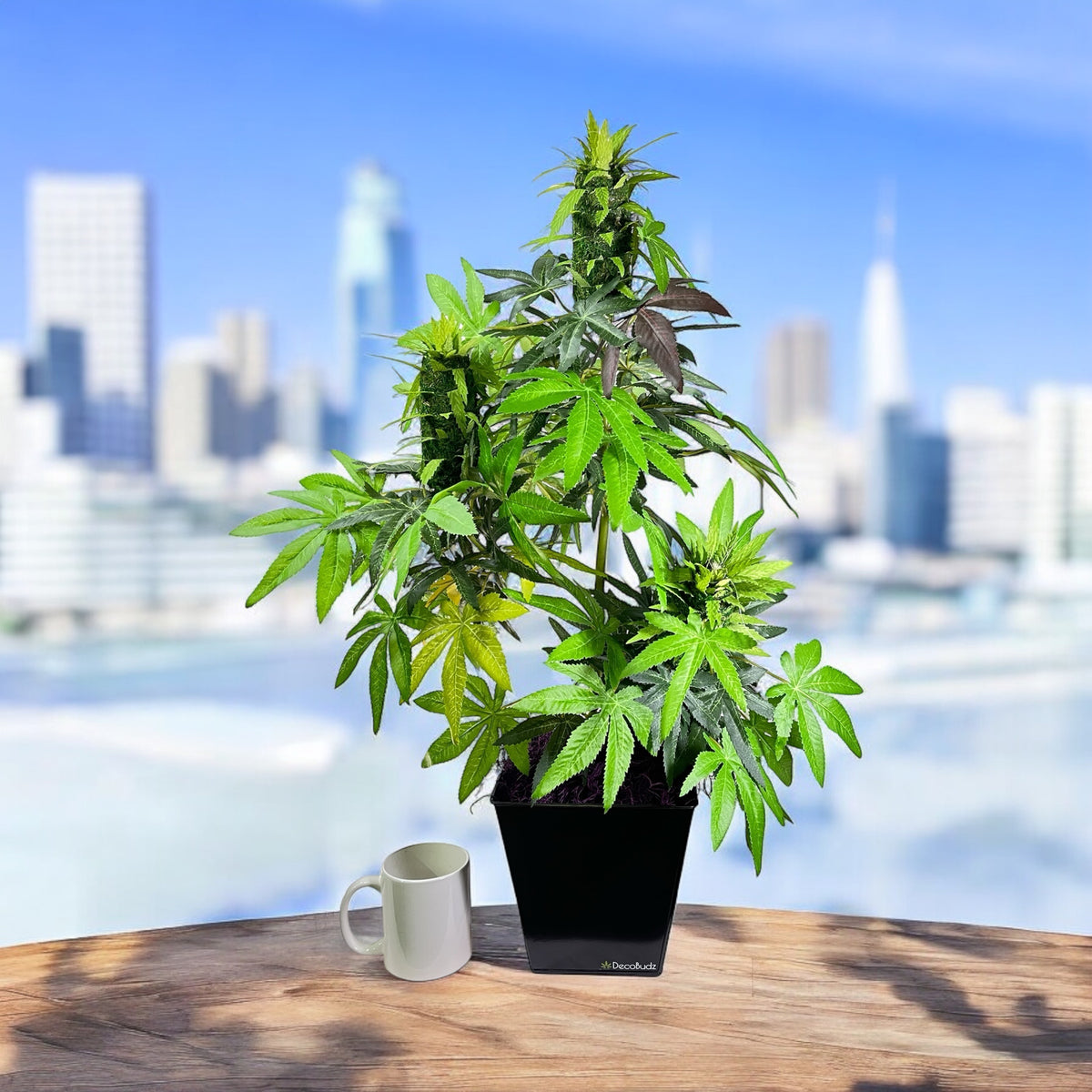 Realistic faux cannabis plant with three big buds in a modern container for trade shows