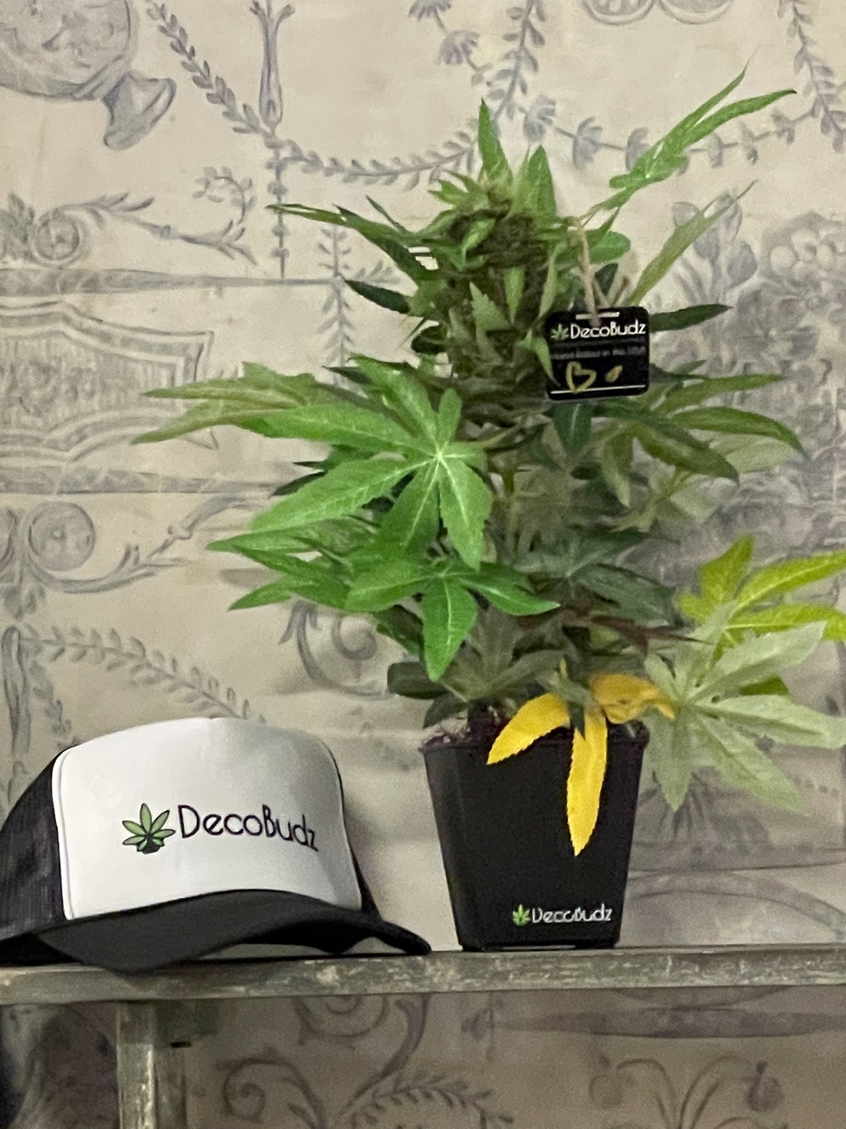 DecoBudz trucker hat paired with a small OG DecoBudz replica cannabis plant in a decorative pot.