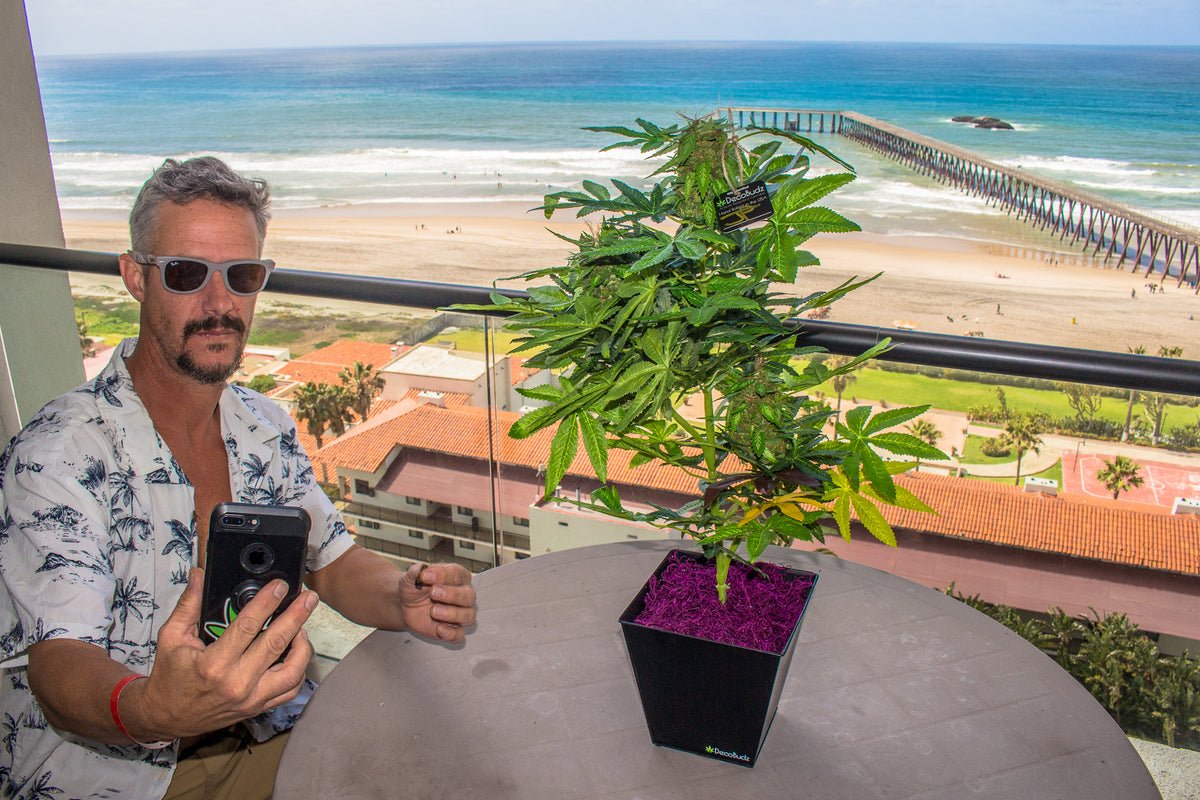 Cool dude sitting on a balcony overlooking a blue ocean and pier, with a DecoBudz faux cannabis plant featuring vibrant purple top dressing on the table.