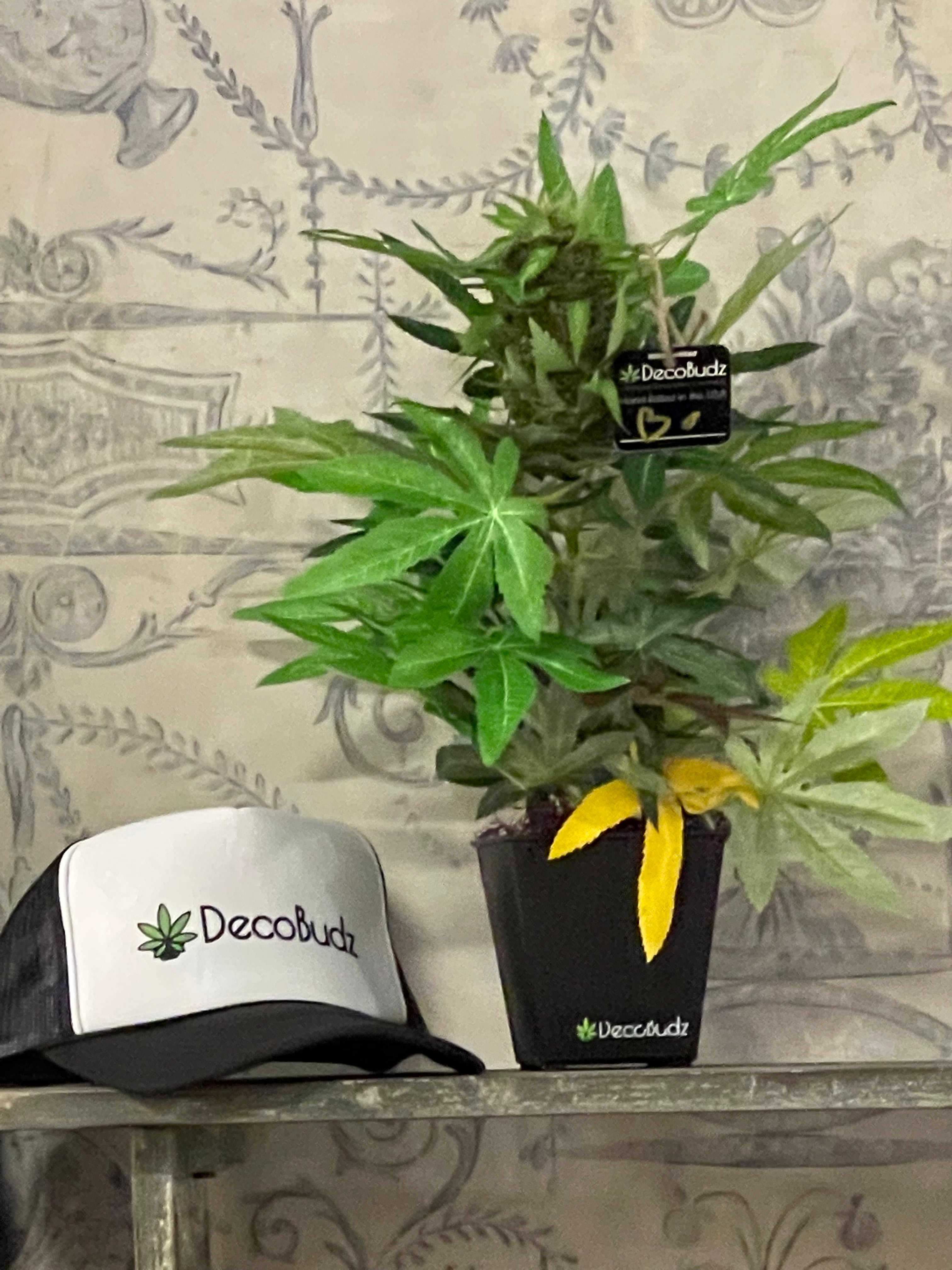 OG DecoBudz faux cannabis plant displayed next to a DecoBudz trucker hat in a California surf shop, blending bold decor with surf culture