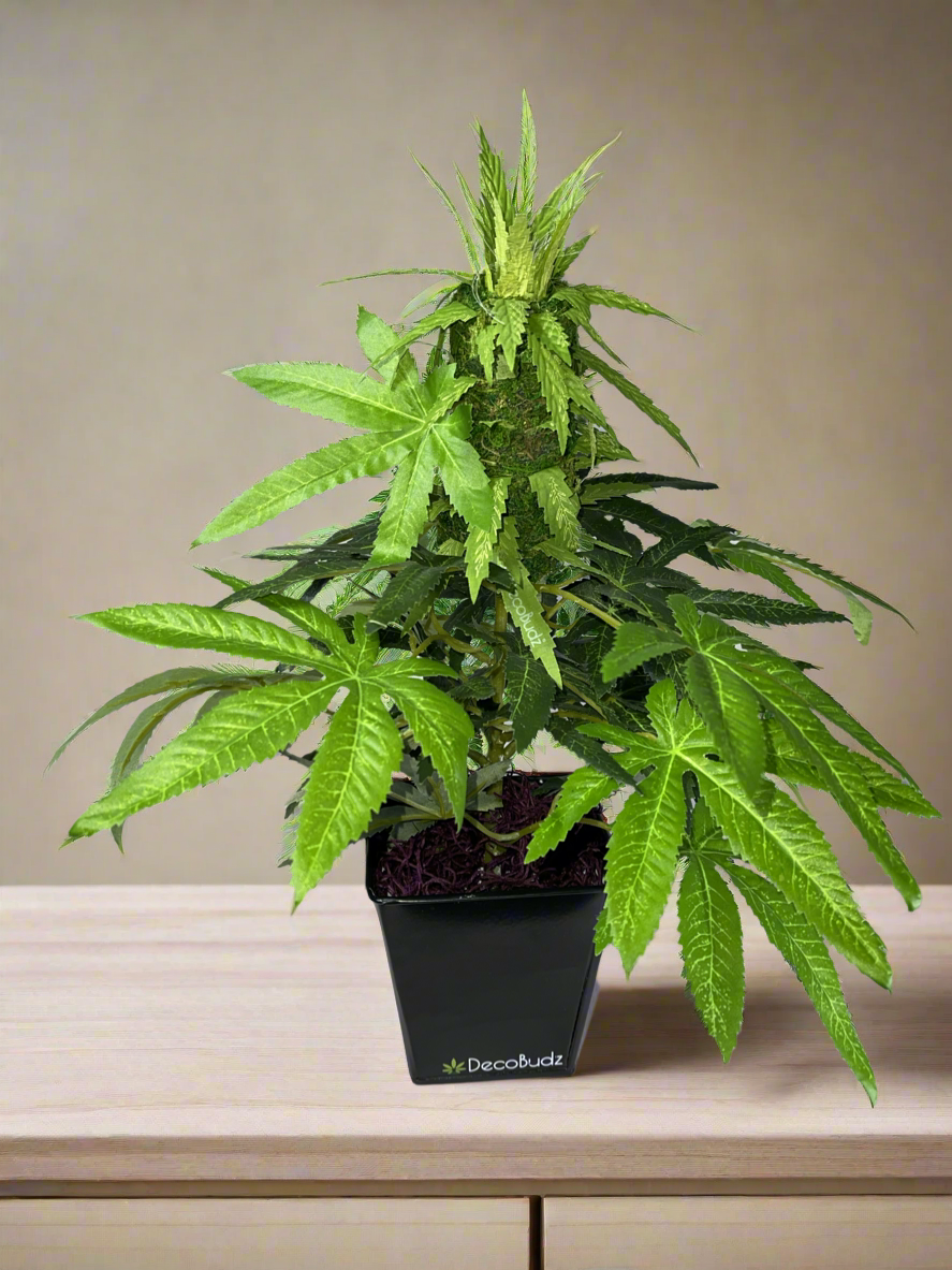 Stylish and bold DecoBudz plant featuring realistic physical details, adding a strong decorative presence to any space.