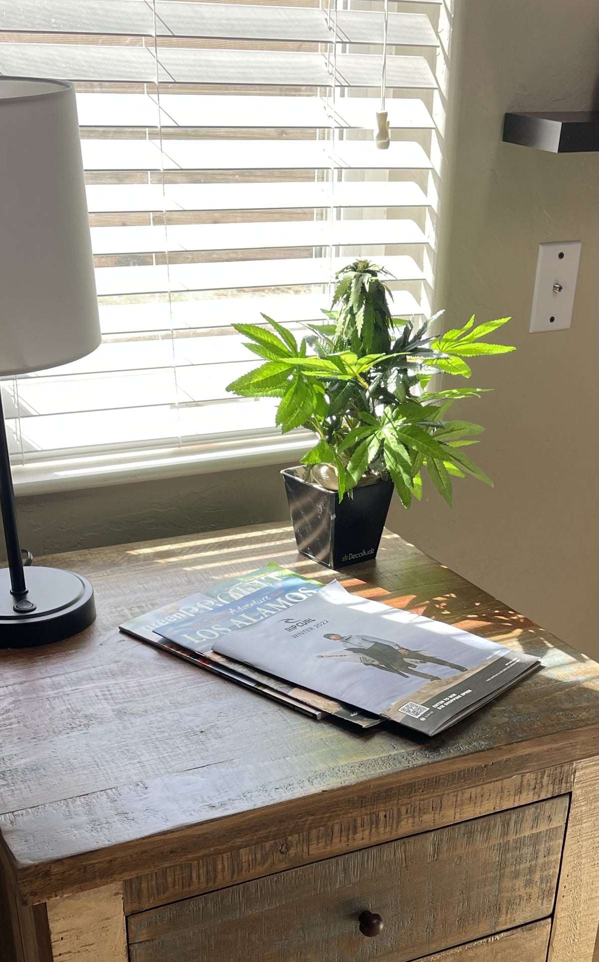  fake cannabis plant on an office desk, featuring sun-streaked green leaves for a natural, stylish decor piece