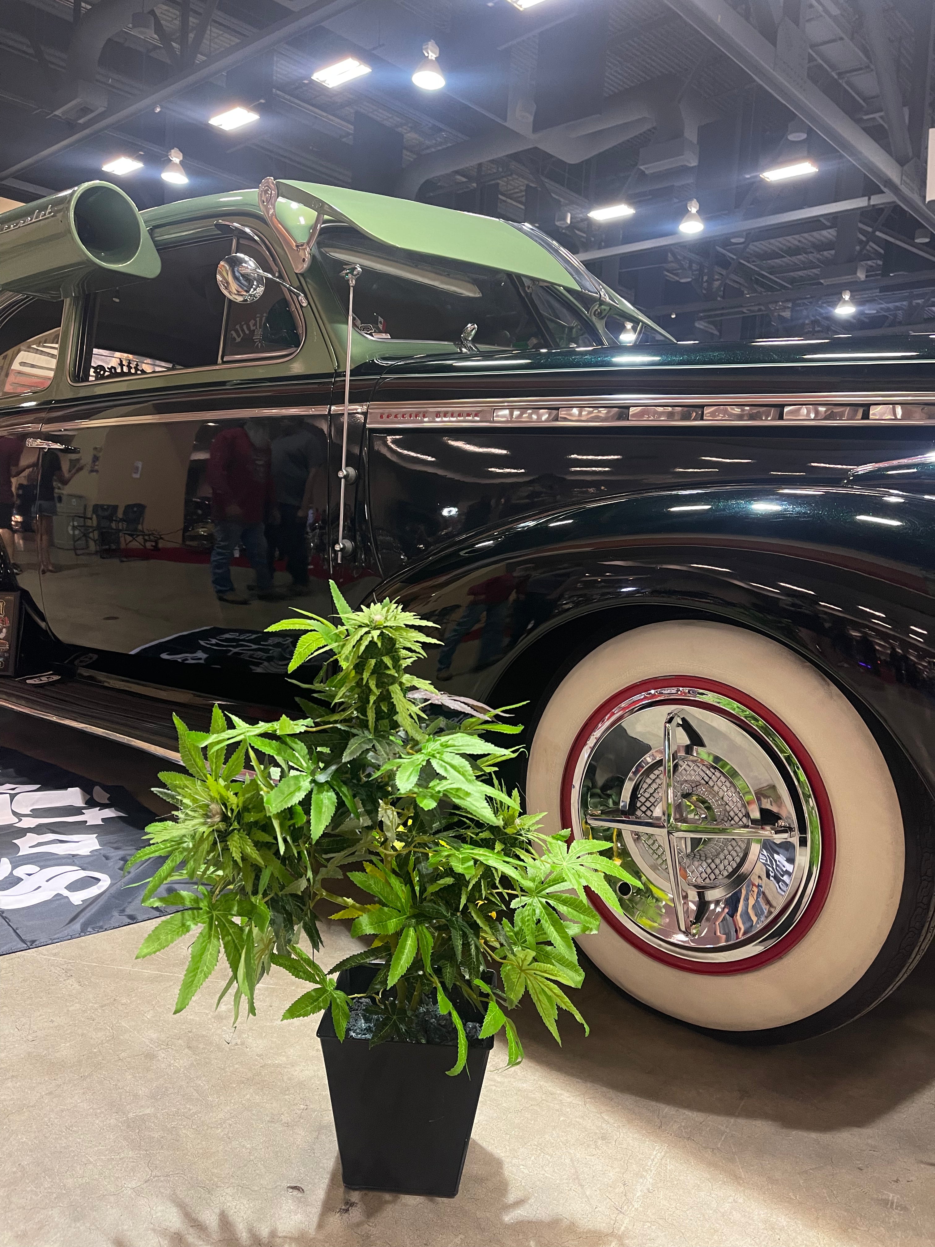 Lifelike OG DecoBudz plant posed beside a sleek, chromed-out low rider at the Albuquerque car convention, showcasing bold decor and automotive style