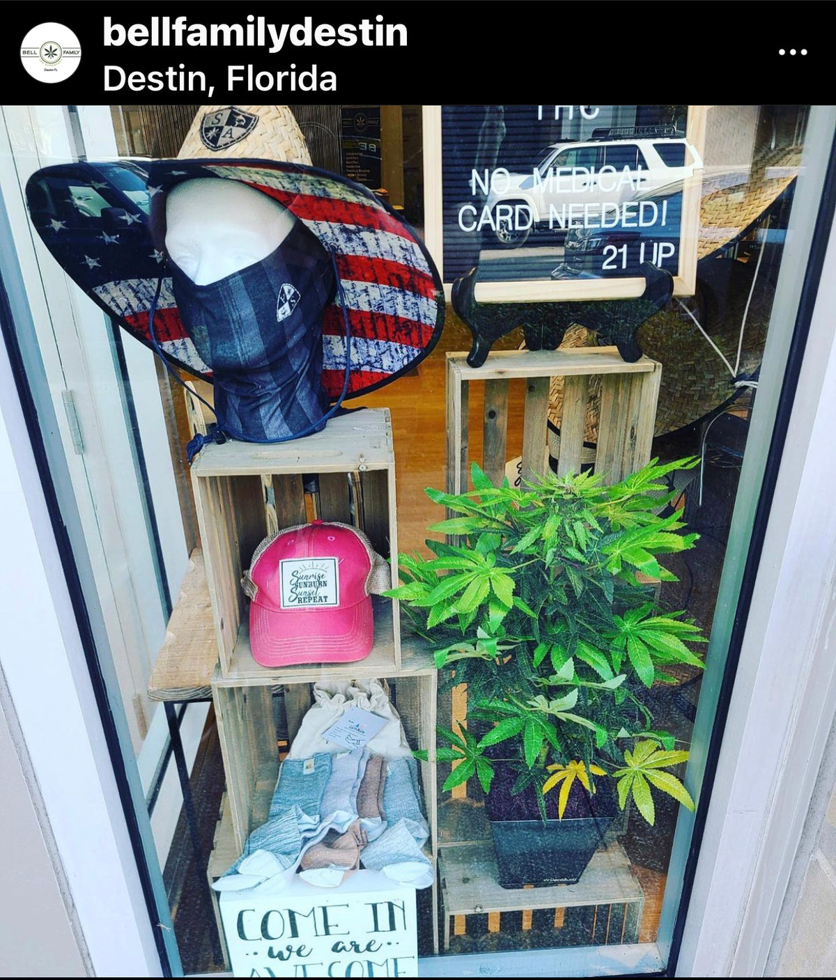 Lifelike DecoBudz cannabis plant featured in a Destin, Florida, surf shop and CBD store window, adding unique decor to the display.