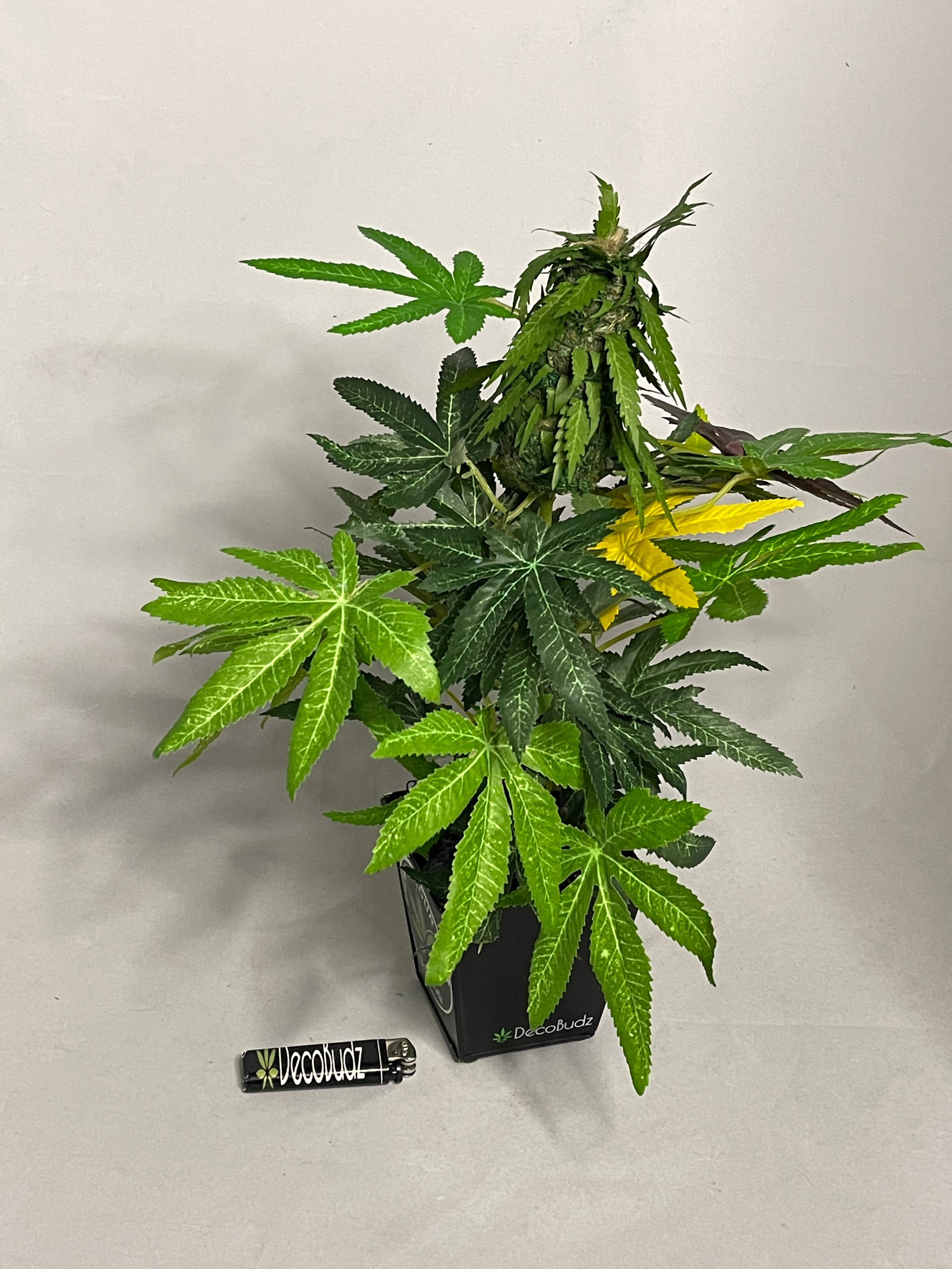 OG 18 inch DecoBudz replica plant alongside a lighter for size comparison, showcasing its compact and lifelike features